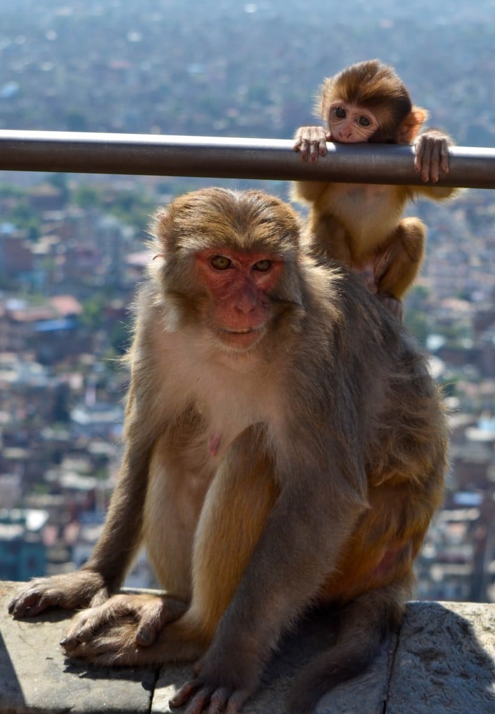 Swayambhu Monkey Temple Kathmandu Nepal