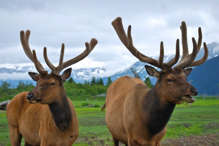 Wild Alaska: Land of Moose, the Mayor’s Marathon and the Midnight Sun