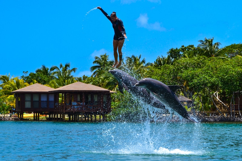 I Visited The Caribbean Island of Roatan to Live Out My Dream as a “Dolphin Trainer for a Day”🐬