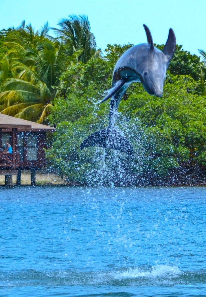 Dolphin Anthony's Key Resort Roatan