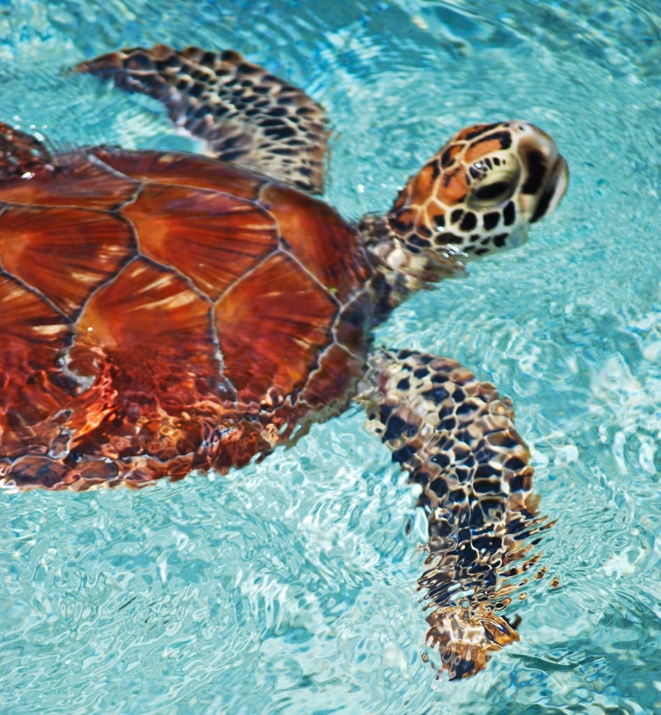 Sea turtle Bora Bora