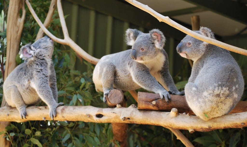 Lone Pine Koala Sanctuary Brisbane