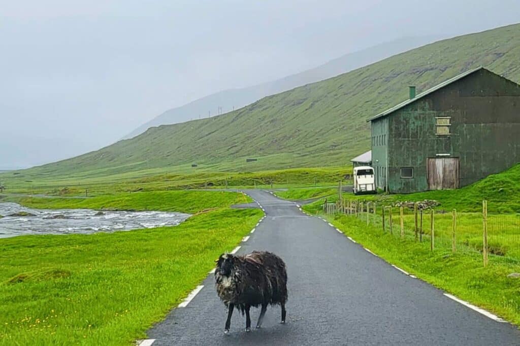 A sheep on a narrow lane in the Faroe Islands