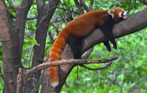 Red panda Chengdu Research Base China