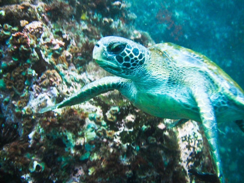 Sea turtle San Cristobal Galapagos