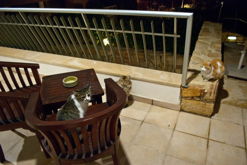 Cats Le Meridien Limassol Cyprus