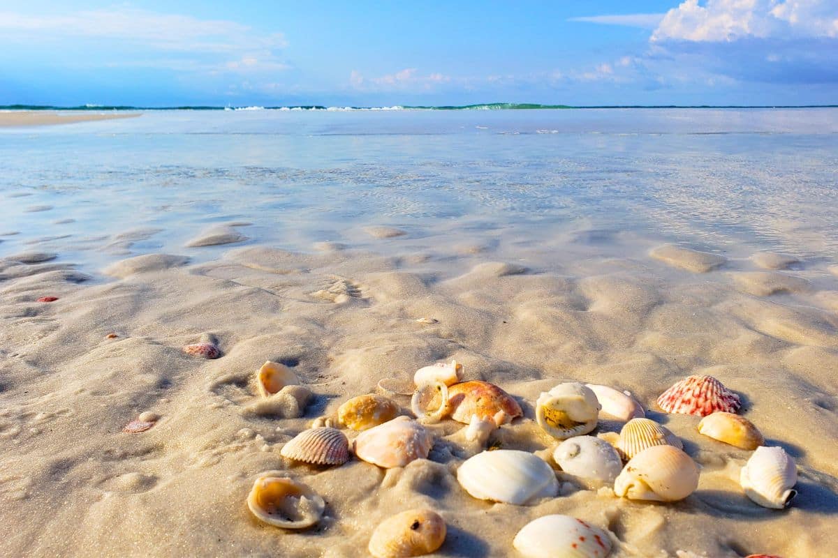 Image of colorful seashells on a Florida beach