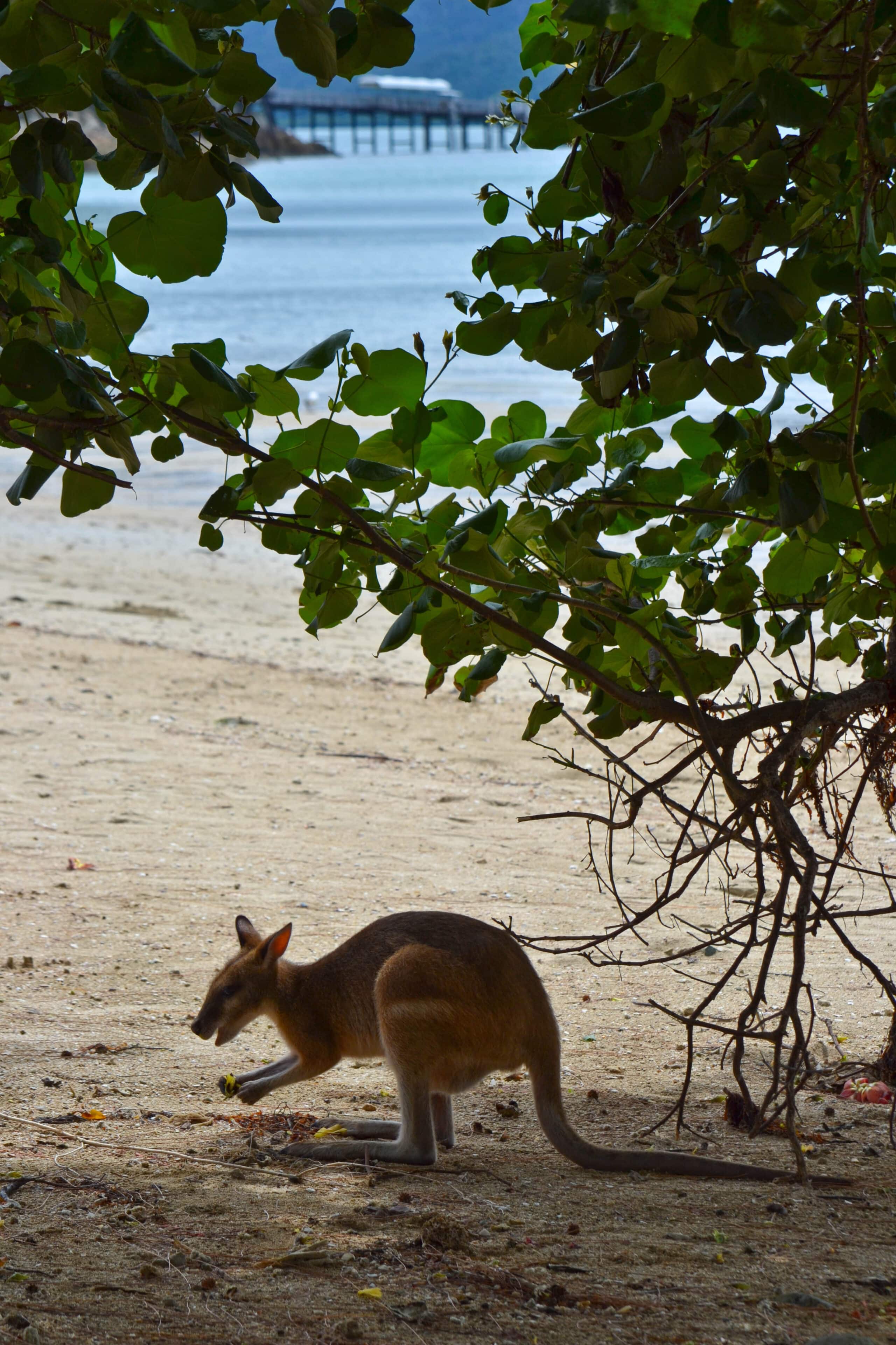 Wallaby Long Island Resort Whitsundays