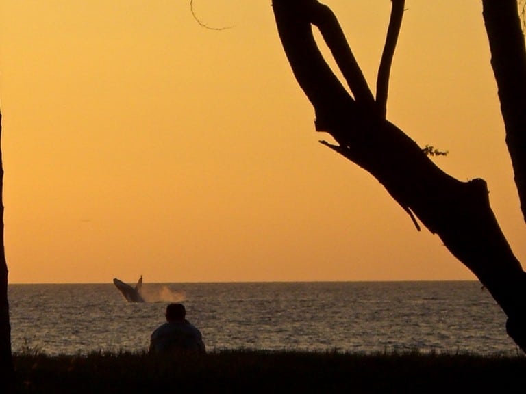 The Beginner’s Guide to Whale Watching in Maui Hawaii