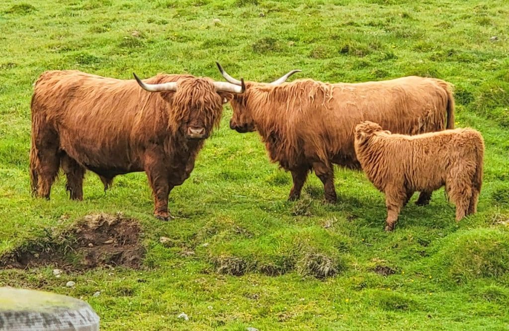 Highland Cattle Faroe Islands