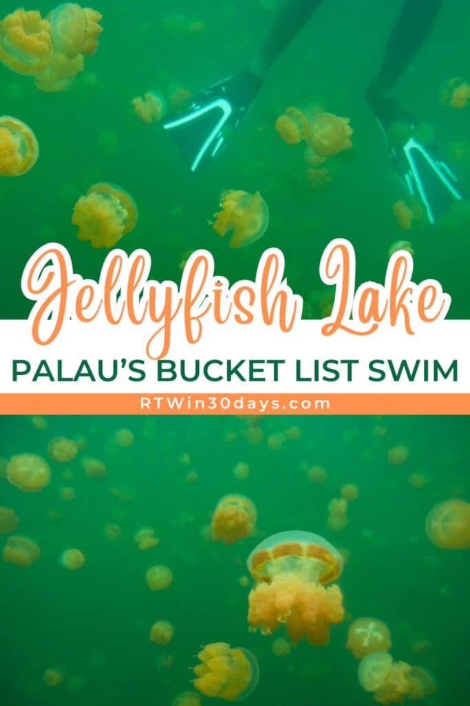Jellyfish underwater in Palau, text reads Jellyfish Lake Palau's Bucket List Swim
