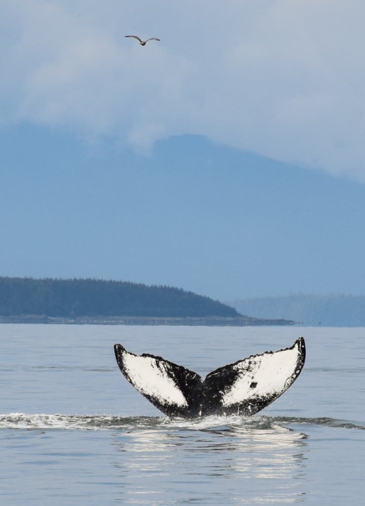 Photo of the Day – Whale Watching in Juneau, Alaska