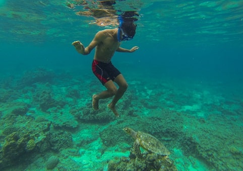 Sea Turtle Gili Islands Indonesia