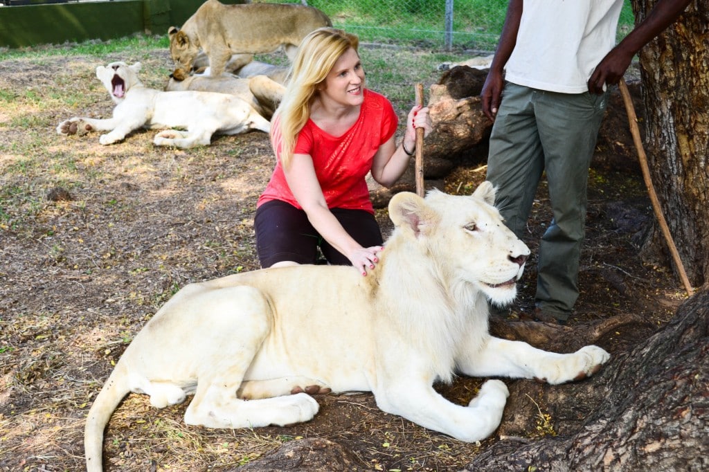 Lion encounter Casela Nature Park Mauritius