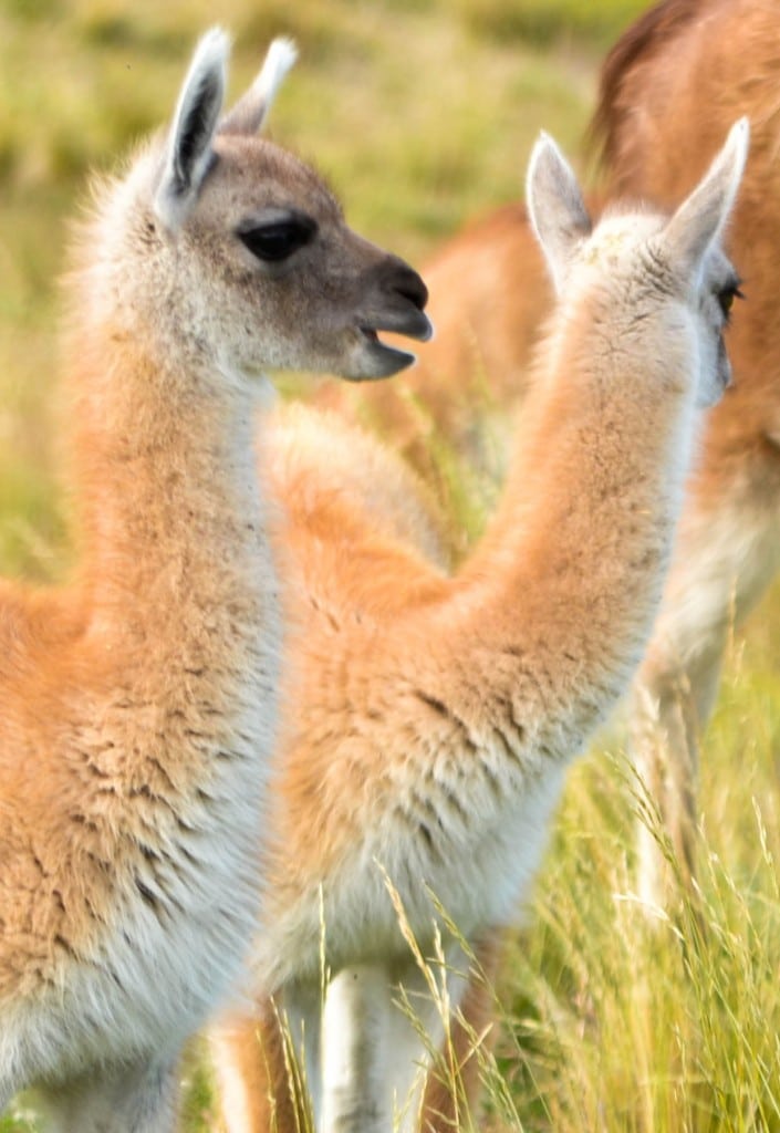Baby guanacos Patagonia Chile