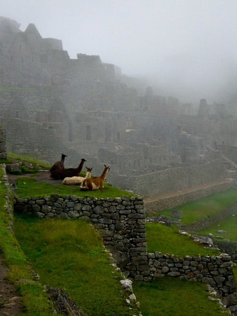 Alpacas Machu Picchu Peru