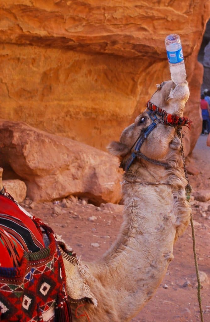 Camel Petra Jordan