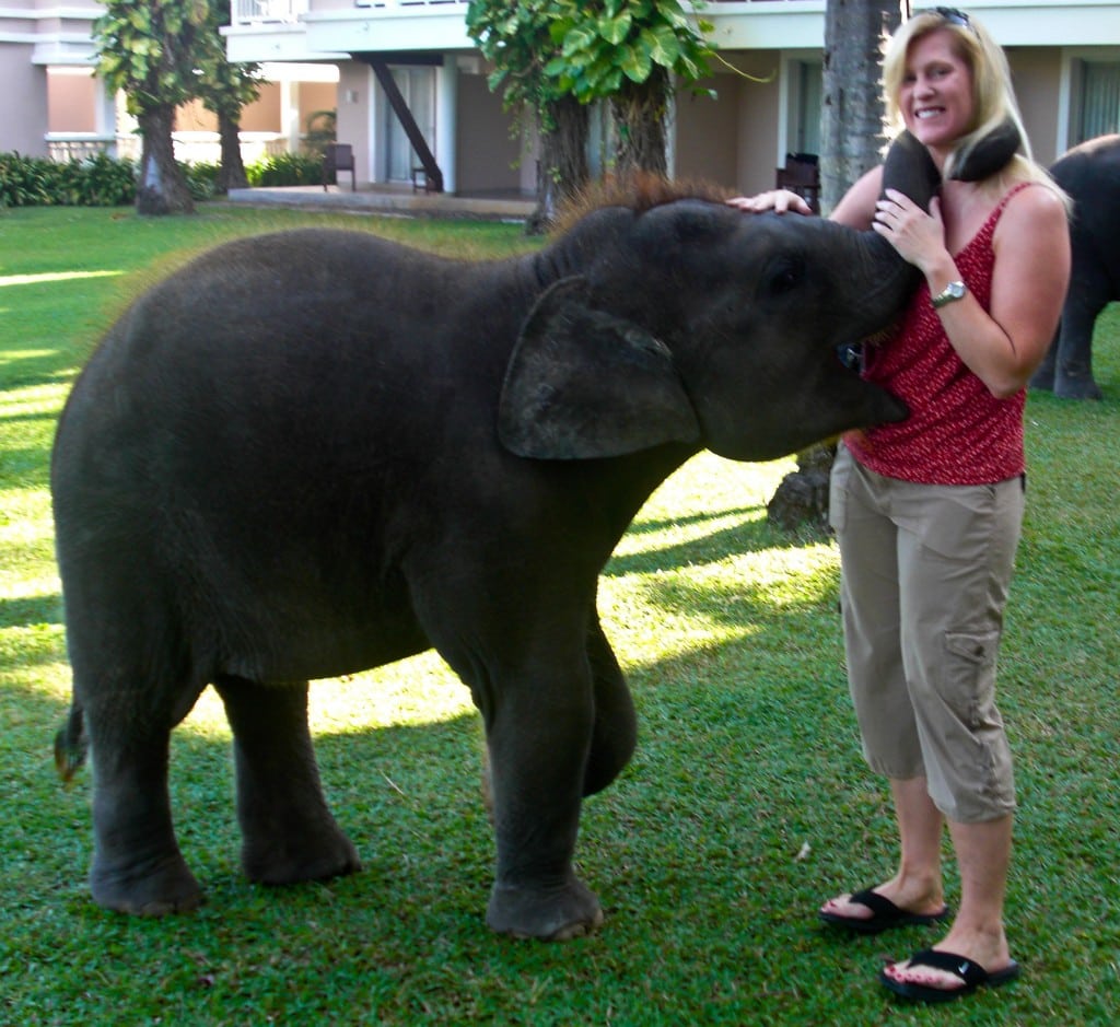 Elephant Phuket Thailand