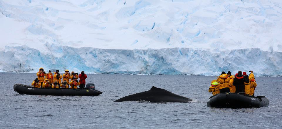 Whale watching Pleneau Bay Antarctica