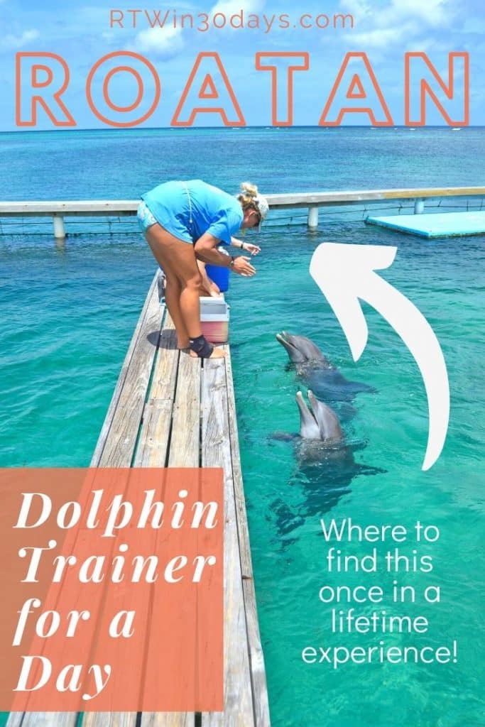 Roatan Anthonys Key Resort Dolphins