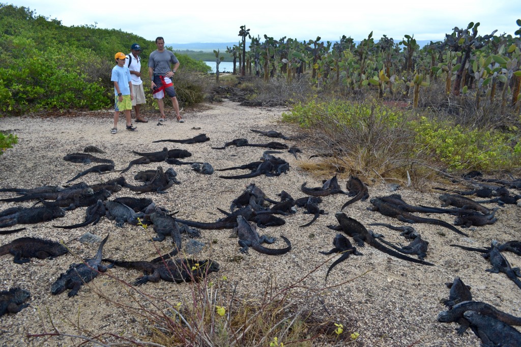 Iguana road block, Tortuga Bay, Galapagos