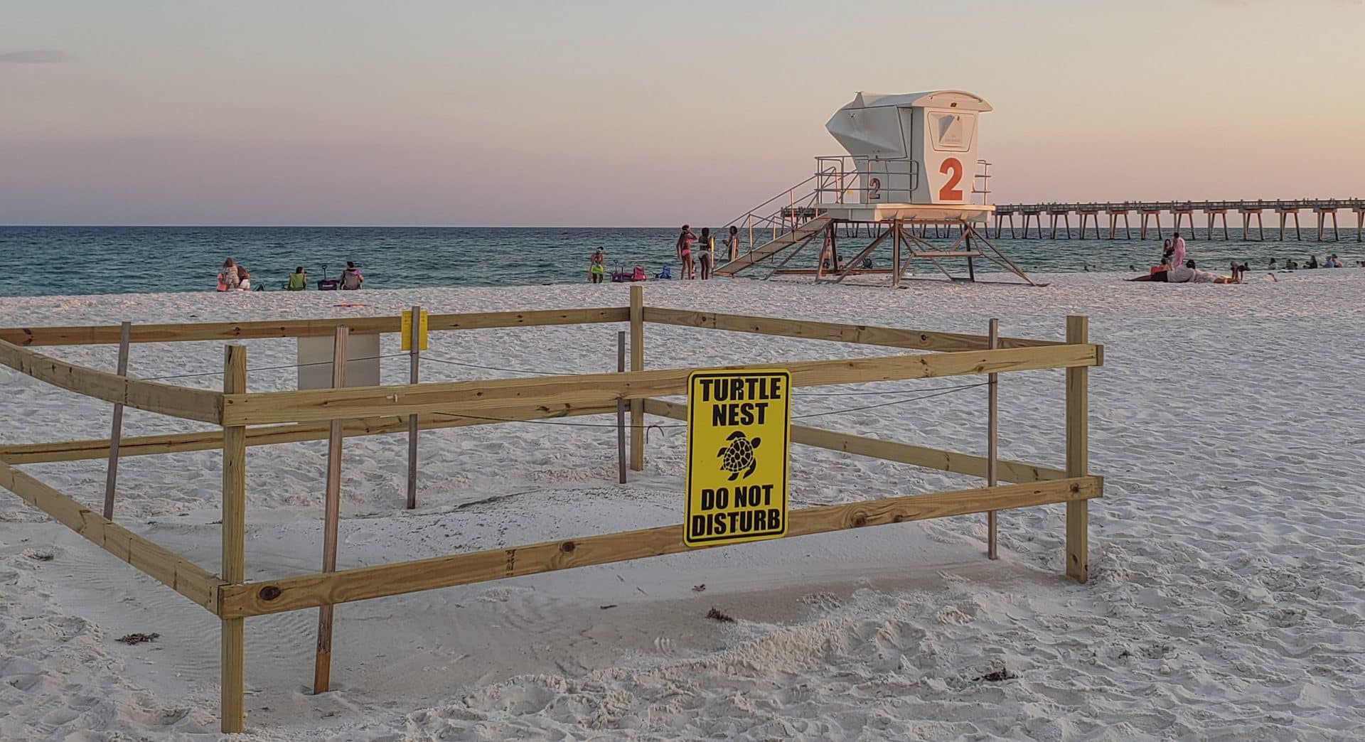 Sea Turtle Nest Pensacola Beach Florida