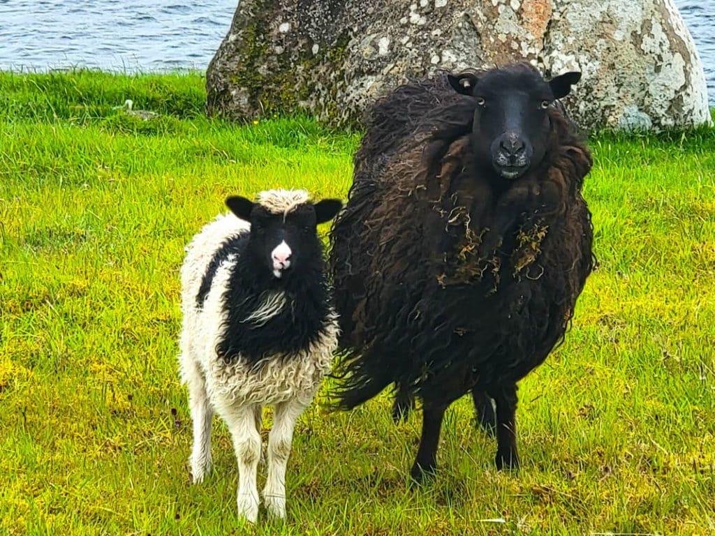 Faroe Islands Sheep