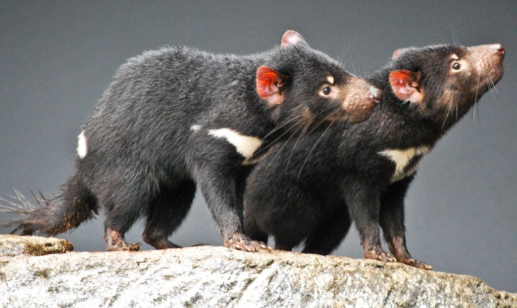 Tasmanian Devils