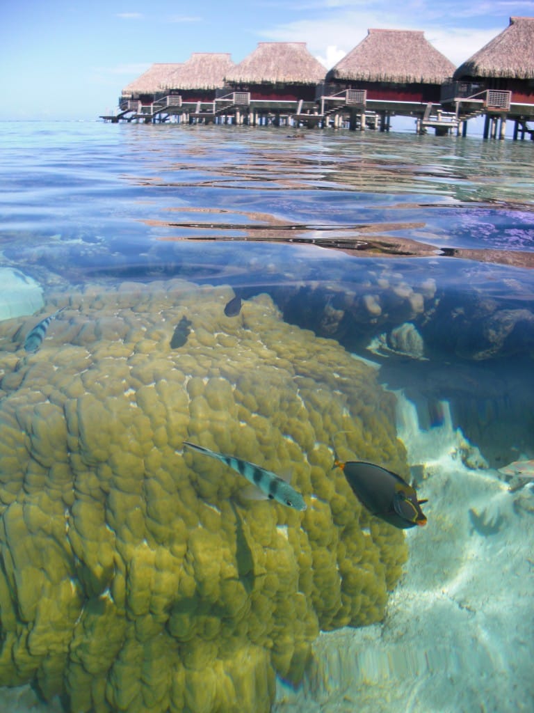 Underwater lagoon Hilton Moorea Lagoon Resort Tahiti