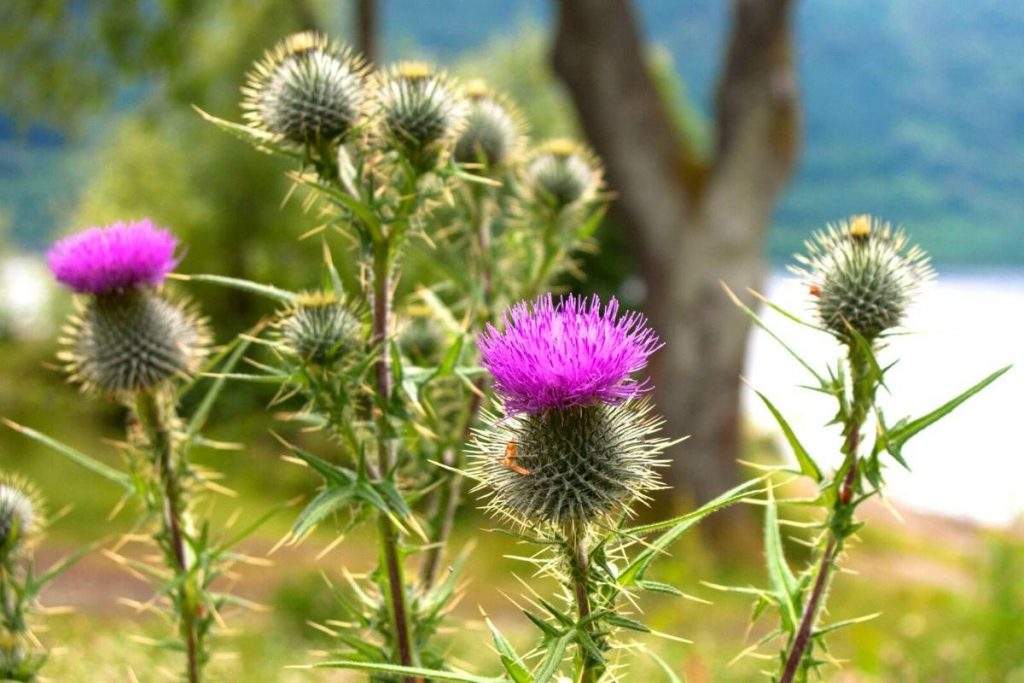 Thistle Flower Scotland