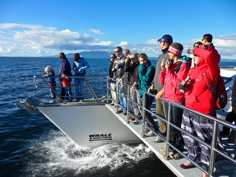 Dolphin and Whale Safari Auckland