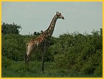 4243-Pict0509.jpg