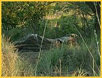 4441-Pict0776.jpg