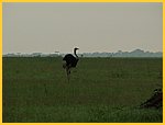 Tanzania-Chris
